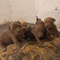 پیتپول|سگ|جوین, |دیوار