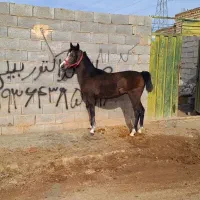 خرید وفروش نریان مادیان وکره