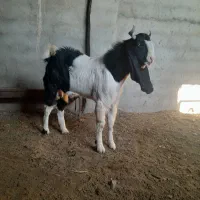 یک عدد نری تازه ایک سال شوده گلابی درج یک واسه تخم