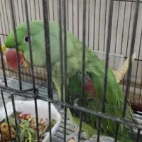 شاه طوطی سخن گوشرط نر|پرنده|شادگان, |دیوار