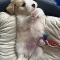 واگذاری سگ مالتیز شیتزو با وسایل