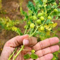خواهان نخود برای چیدن