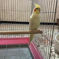 عروس هلندی لوتینو کینگ دستی نر|پرنده|شیراز, شهرک پرواز|دیوار
