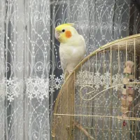 عروس هلندی ماده و سر حال