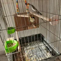 فروش یک جفت عروس با جوجه|پرنده|یزد, |دیوار