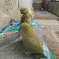 طوطی ملنگو جفت|پرنده|قدس, شهرقدس|دیوار