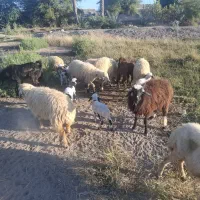 میش زایده|حیوانات مزرعه|میناب, |دیوار