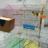 فروش پرنده گلدین|پرنده|کوهدشت, |دیوار