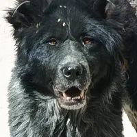 سگ خال خالی