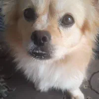 سگ تربیت شده