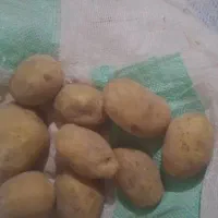 سیب زمینی بدون ۱ درصد کود سم