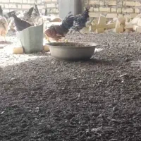 17عدد مرغ و سه عدد خروس همگی جوان|حیوانات مزرعه|ورزنه, |دیوار