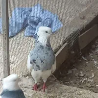 طوقی،،|پرنده|خرمشهر, |دیوار