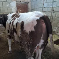 گوساله|حیوانات مزرعه|کلاترزان, |دیوار