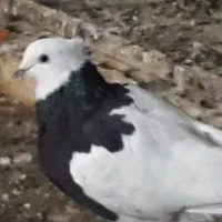 کبوتر شهرستانی( گرفتنی)|پرنده|تهران, علم و صنعت|دیوار