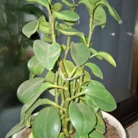 گل و گیاه|گل و گیاه طبیعی|املش, |دیوار