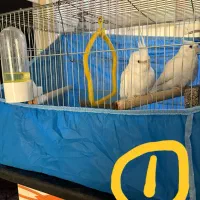 فروش چندجفت عروس هلندی