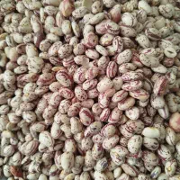 لوبیا چیتی درجه یک ،