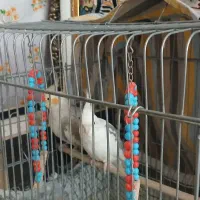 یک جفت عروس هلندی