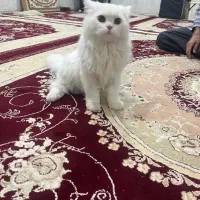 گربه|گربه|کرمانشاه, |دیوار