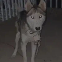 سگ هاسکی نژاد اصیل سیبری واگزاریم