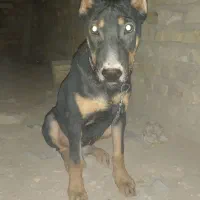 توله سگ دوبرمن|سگ|یزد, |دیوار