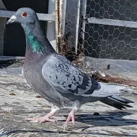 کبوتر|پرنده|شیراز, گویم|دیوار