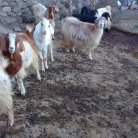 بزوبزغاله|حیوانات مزرعه|انگوت, |دیوار