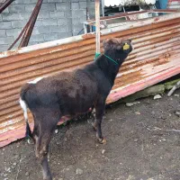 فروش گوساله دورگ محل