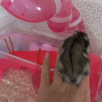 همستر کمپل رام و دستی و بازیگوش