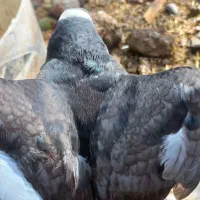 یک کبوتر خوب و عالی ۱۵۰