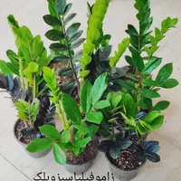 فروش گلهای آپارتمانی و حیاطی|گل و گیاه طبیعی|جهرم, |دیوار