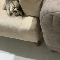 گربه اسکاتیش برتیش