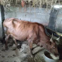 لیشه عالی مخصوص خانه دار