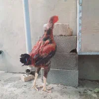 خروس لاری افغان|حیوانات مزرعه|تاتار علیا, |دیوار