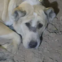 سگ افغان و سرابی|سگ|مشهد, همت آباد|دیوار