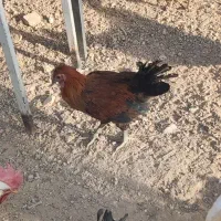 خروس گلین و بومی|حیوانات مزرعه|شاهینشهر, گرگاب|دیوار