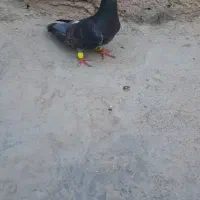 کفتر آلمانی|پرنده|پاکدشت, پاکدشت (مامازند)|دیوار