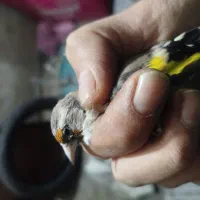 سهره ماده جوجه قفس داغسر|پرنده|تهران, اتابک|دیوار