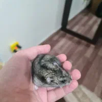 همستر مینیاتوری|موش و خرگوش|اصفهان, فرح آباد|دیوار