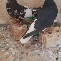 نرو ماده شهری گل دار|پرنده|شیبکوه (فارس), |دیوار