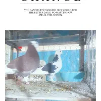 کبوترپرشی|پرنده|سرخنکلاته, |دیوار