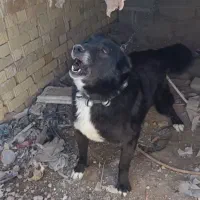 واگذراری سگ قدریجونی