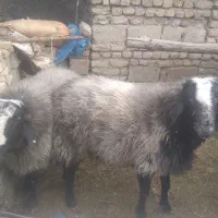 قوچ و بره نر شالی چاق