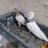 کبوتر طوقی جفت