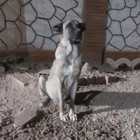 سگ سرابی ماده