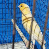 قناری نر قرص قرص بخوان سالم و سرحال