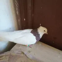 طوق سرخ|پرنده|شیراز, کوشک میدان|دیوار