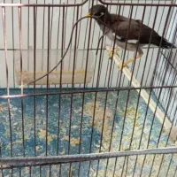 مرغ مینا|پرنده|بندرعباس, |دیوار