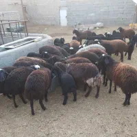 بره نر و ماده|حیوانات مزرعه|پاکدشت, پاکدشت (مامازند)|دیوار